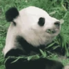 पांडा 1 5