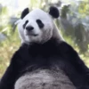 पांडा 1 7
