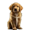 Lindos cachorros💞1🇵🇪Clásica 9
