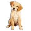 Lindos cachorros💞1🇵🇪Clásica 15