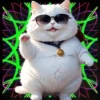 Gatito Blanco💞2🇵🇪Movi 13