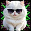 Gatito Blanco💞2🇵🇪Movi 16