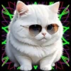Gatito Blanco💞2🇵🇪Movi 18