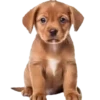 Lindos cachorros💞1🇵🇪Clásica 25