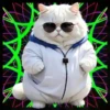 Gatito Blanco💞2🇵🇪Movi 24
