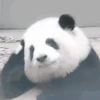 पांडा 1 28