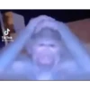 D-ShockedPack1 9