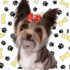 Perritos lindos💞1🇵🇪Movi 14