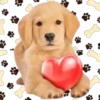 Perritos lindos💞1🇵🇪Movi 17