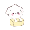 🐶🤍Bunny Poodle MOV.🤍🐶 6