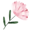 Flowers 1 💖 MOV 10