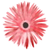 Flowers 2 💖 MOV 9
