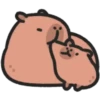 Capybara 🔴🔴 mov 11