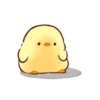 Pollito tierno Mov. 17
