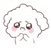 🐶🤍Bunny Poodle MOV.🤍🐶 13