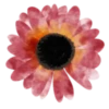 Flowers 2 💖 MOV 17
