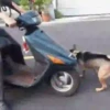 FUNNY VIDEOS mov 19