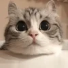 Lablububu 8