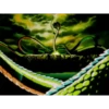 koki 8 Dragón ball 4 27