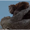 Vs Crushzilla Vs King Kong vs 27