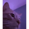 Lablububu 11