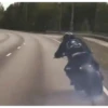 Motos 29