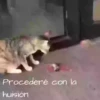 ANIMALITOS 5