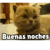 Buenas noches Mov 6