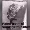 ANIMALITOS 6