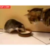 ANIMALITOS 7