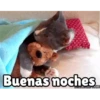 Buenas noches Mov 9