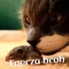 ANIMALITOS 9