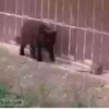 ANIMALITOS 11