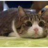 Kittens 2 5