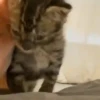 Kittens 2 6