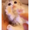 Kittens 2 7