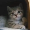 Kittens 2 8