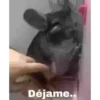 ANIMALITOS 14