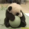 Pandas Movi 5