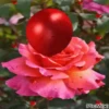 Corazón 12