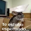 ANIMALITOS 17