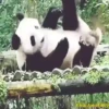 Pandas Movi 6
