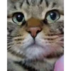 Kittens 2 9