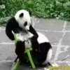 Pandas Movi 7