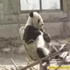 Pandas Movi 8