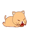 ORANGE AND BLACK CAT 17