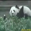 Pandas Movi 9