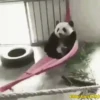 Pandas Movi 10