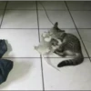 ANIMALITOS 21