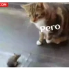 ANIMALITOS 22